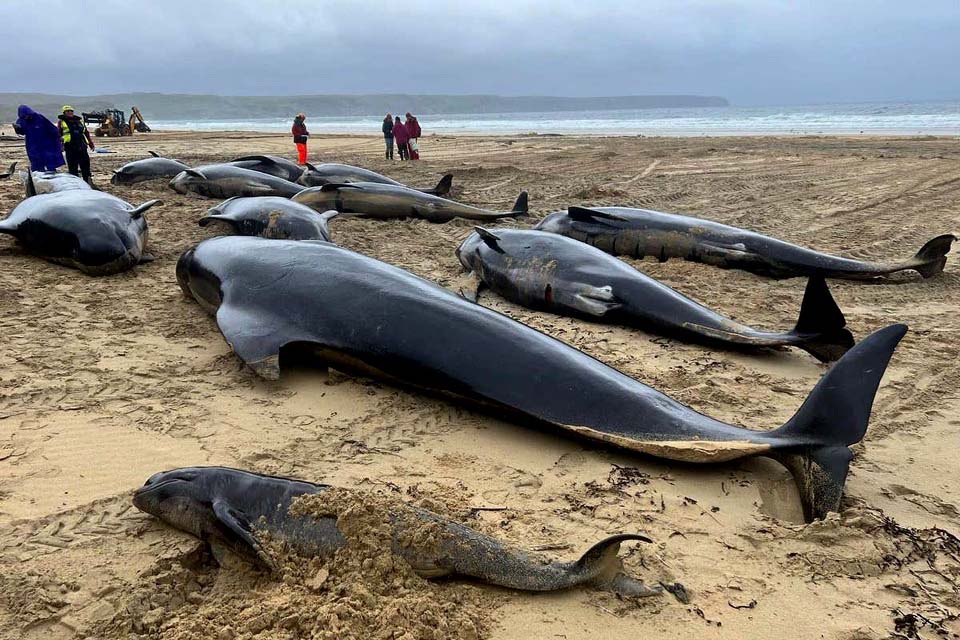 Escócia: Praia registra trágico encalhe e mortalidade de dezenas de baleias