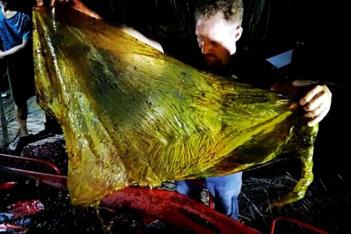 Baleia morre por engolir 40 kg de materiais plásticos