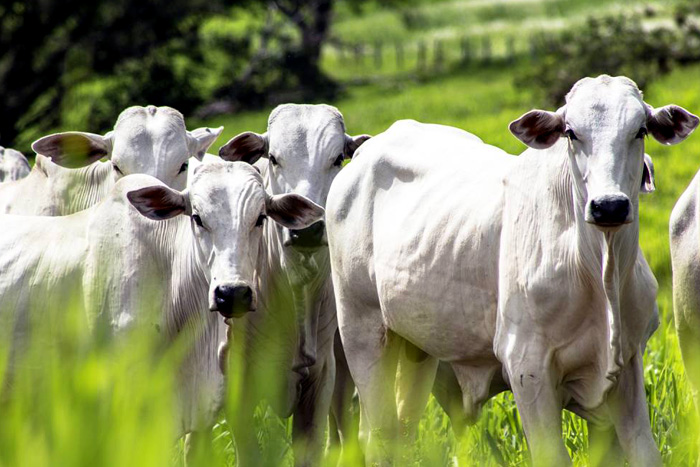 Juiz suspende liminarmente exportação de gado vivo em todo o país