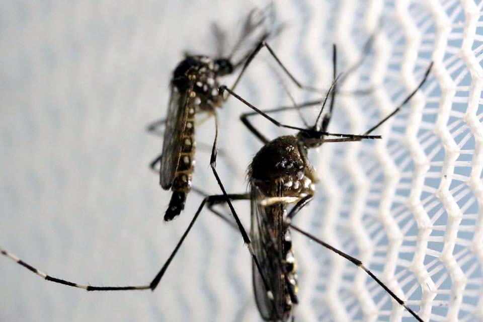 Ministério lança campanha após aumento da dengue, Zika e chikungunya