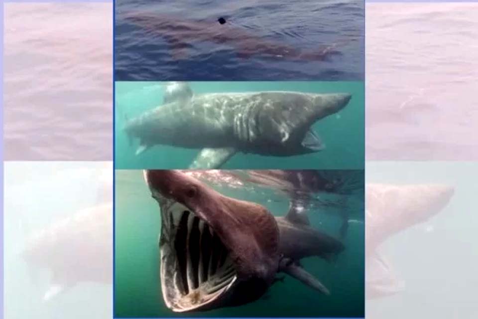 Tubarão-elefante é fotografado em Portugal e imagens chocam