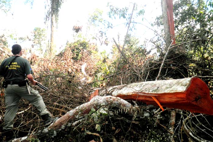 Ibama intensifica operação contra desmatamento