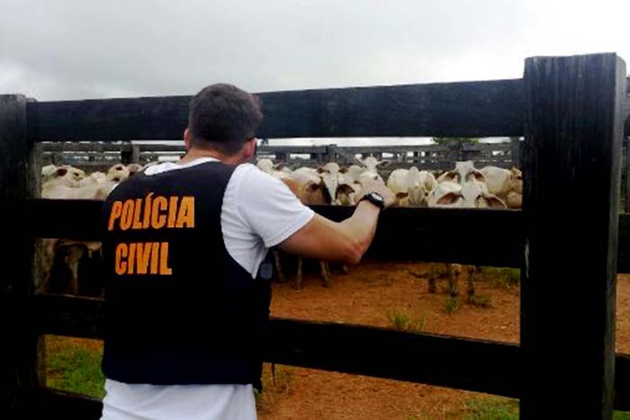 Polícia Civil apreende gado com origem ilícita 