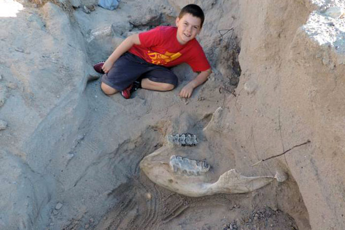Fóssil de 1,2 milhão de anos é descoberto por criança nos EUA  ​​​​​​​