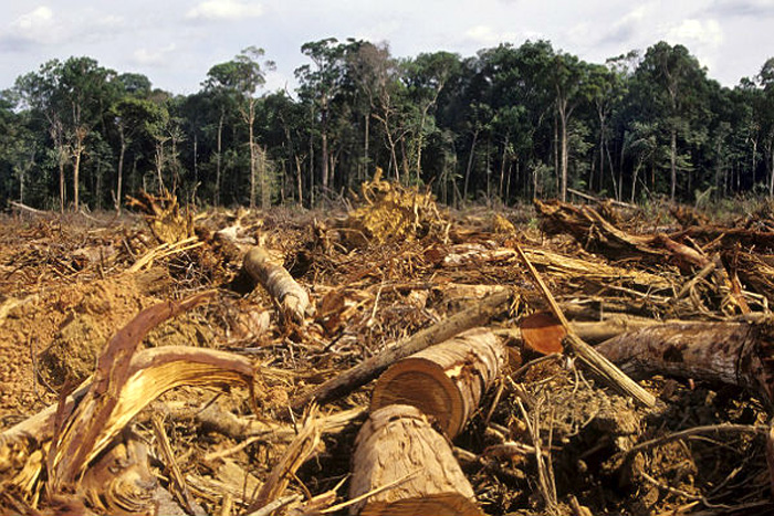 Amazônia Protege: MPF busca a punição de todos os responsáveis por desmatamentos ilegais acima de 60 hectares