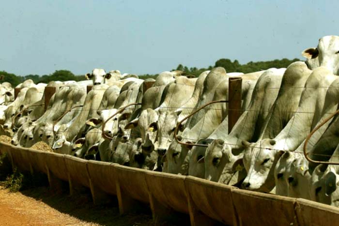 Com crise na pecuária, criadores querem redução de ICMS; Rondônia têm baque no preço da arroba