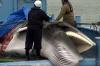 Baleias-comuns entram para lista de espécies comerciais no Japão